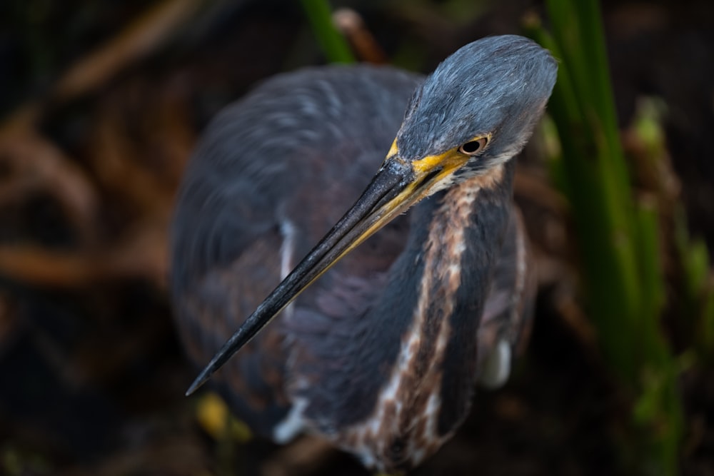 a close up of a bird with a long beak
