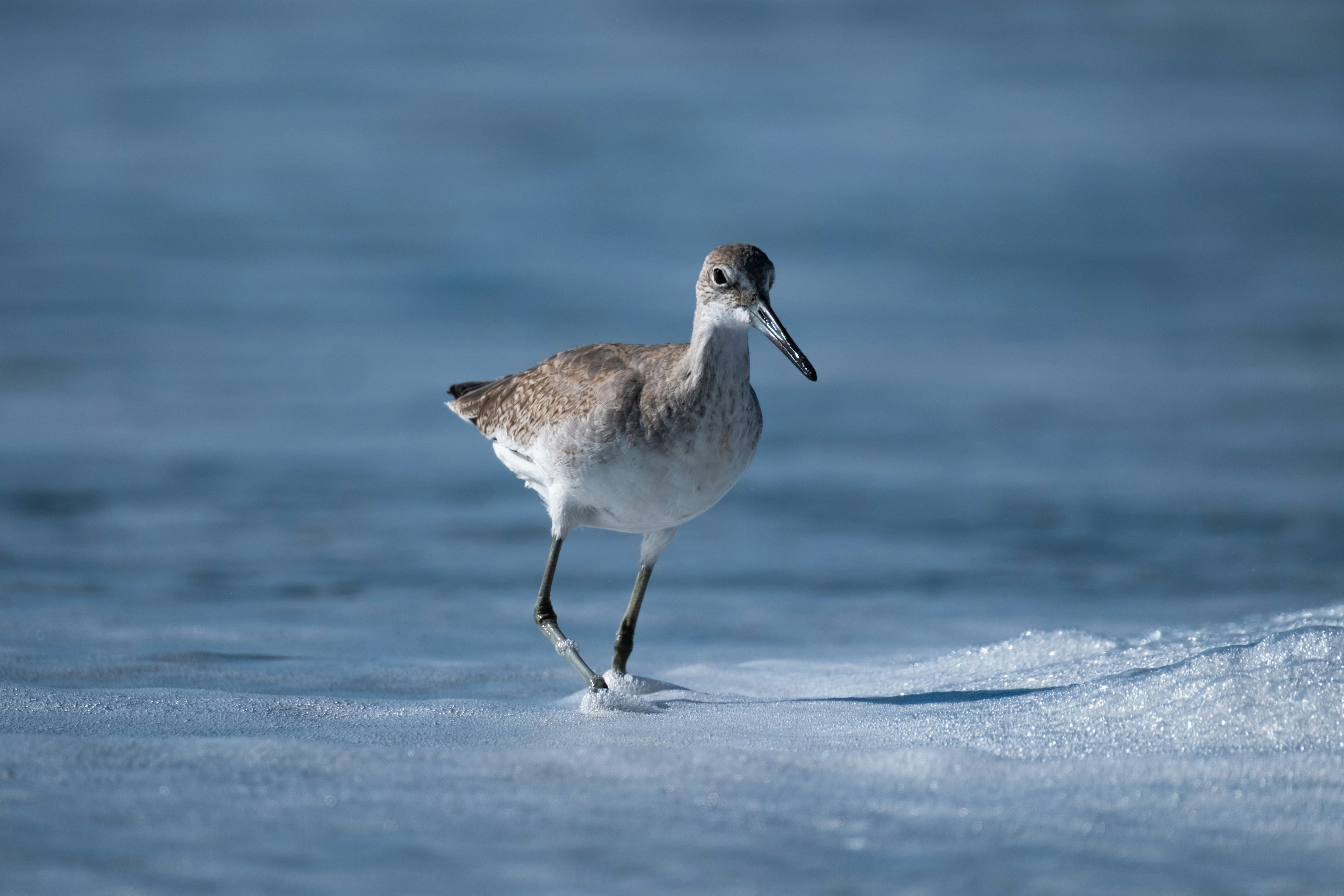 a bird walking in the snow on the beach