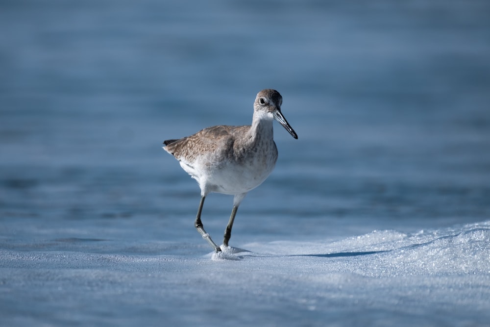 a bird walking in the snow on the beach