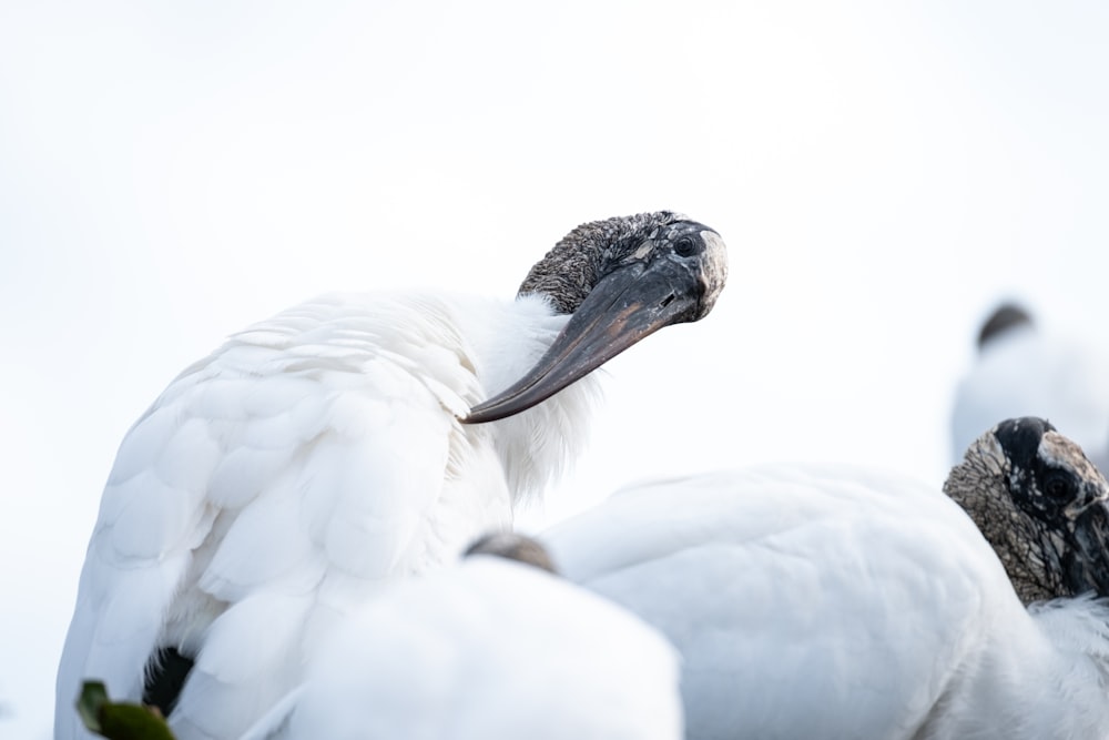 a large white bird with a long beak