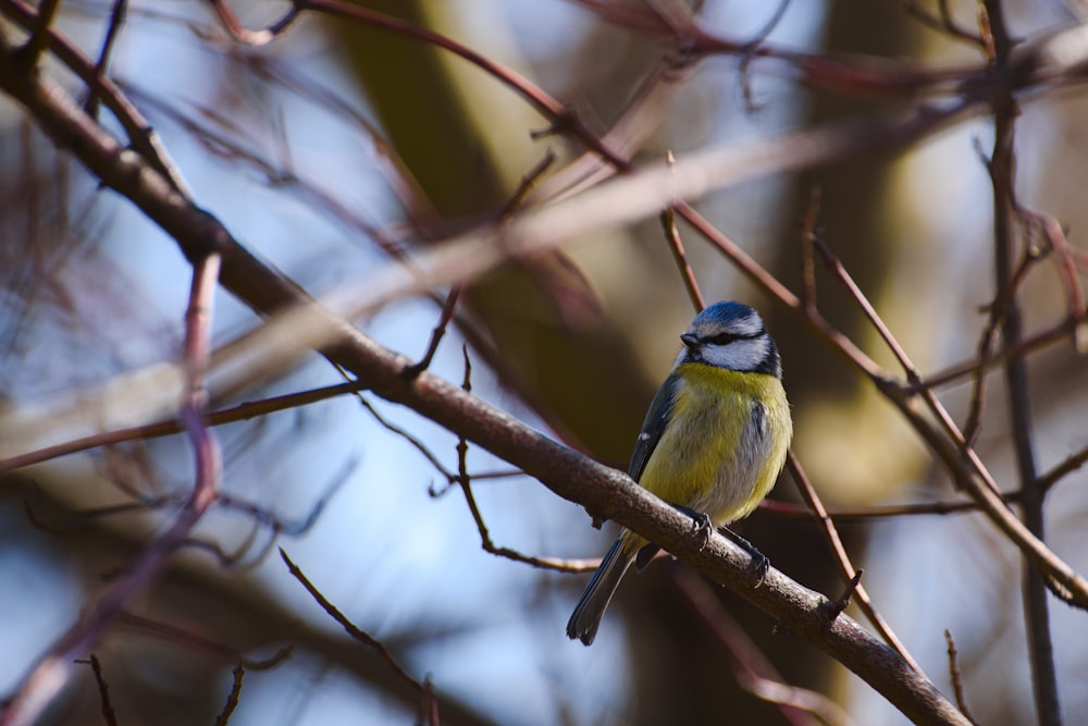 a small bird sitting on a branch of a tree