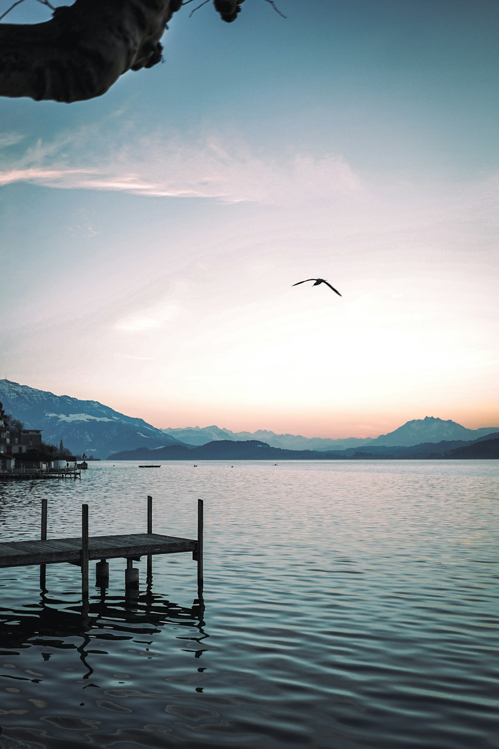 a bird flying over a body of water