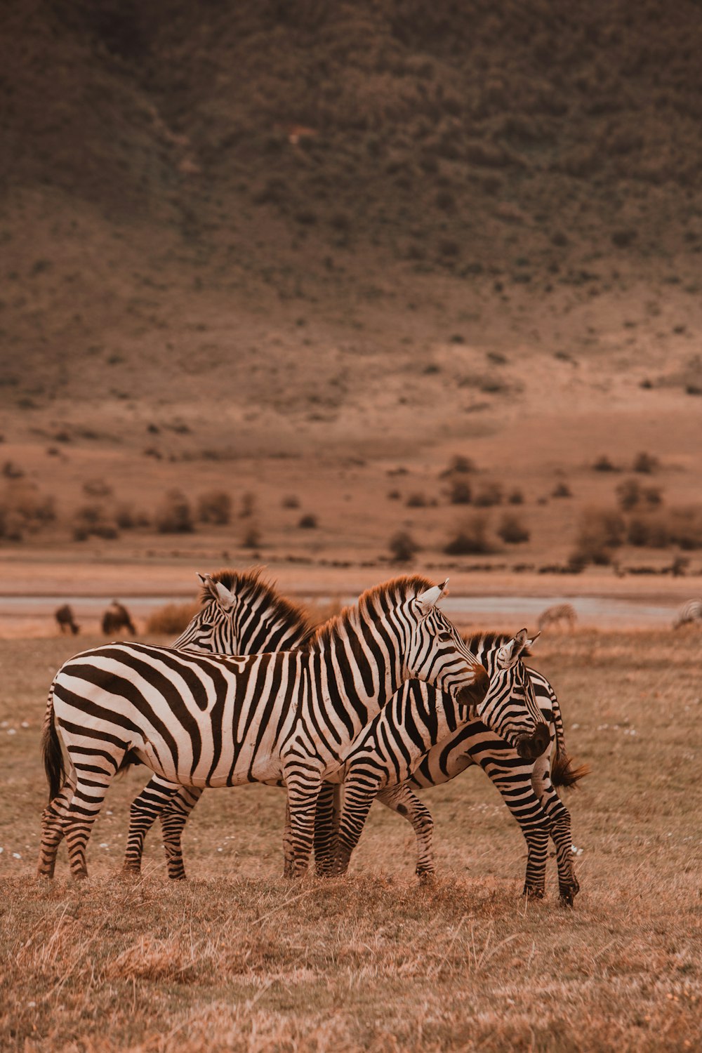 a group of zebras are standing in a field