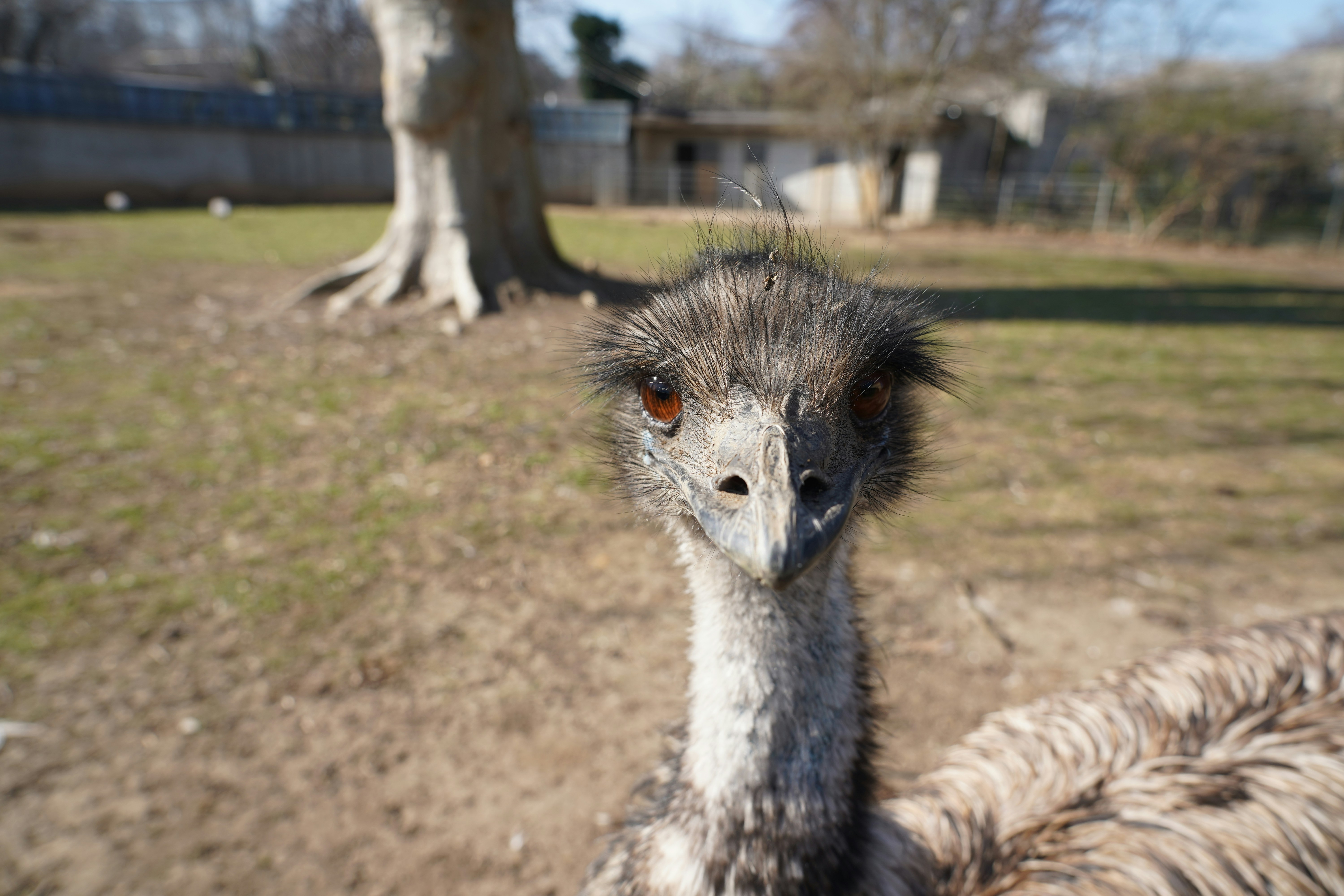 an ostrich looks at the camera while standing in a field
