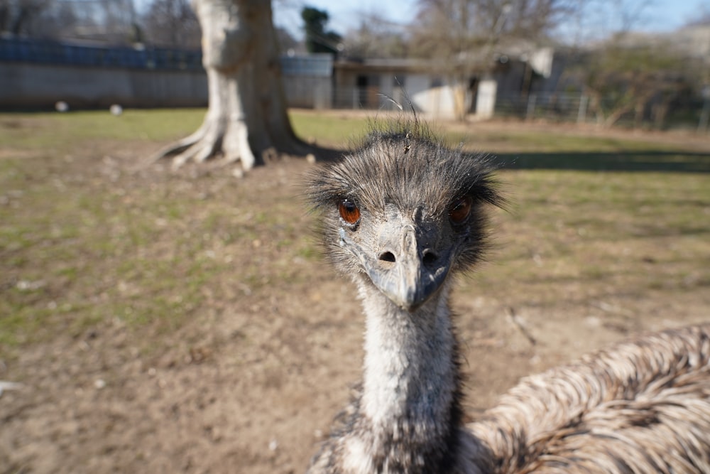 an ostrich looks at the camera while standing in a field