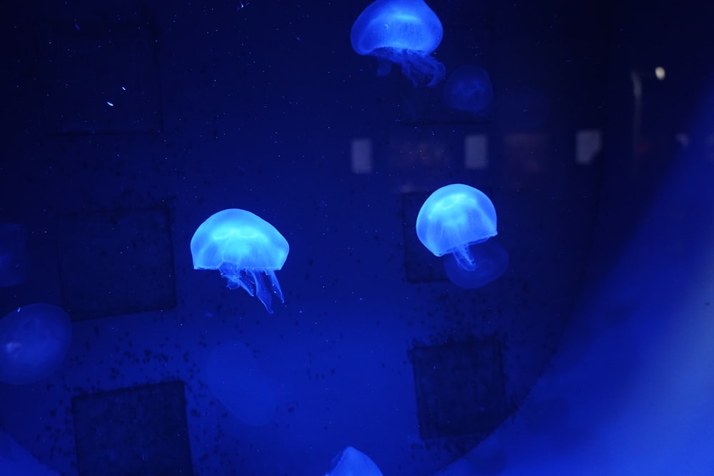 a group of jellyfish floating in the water