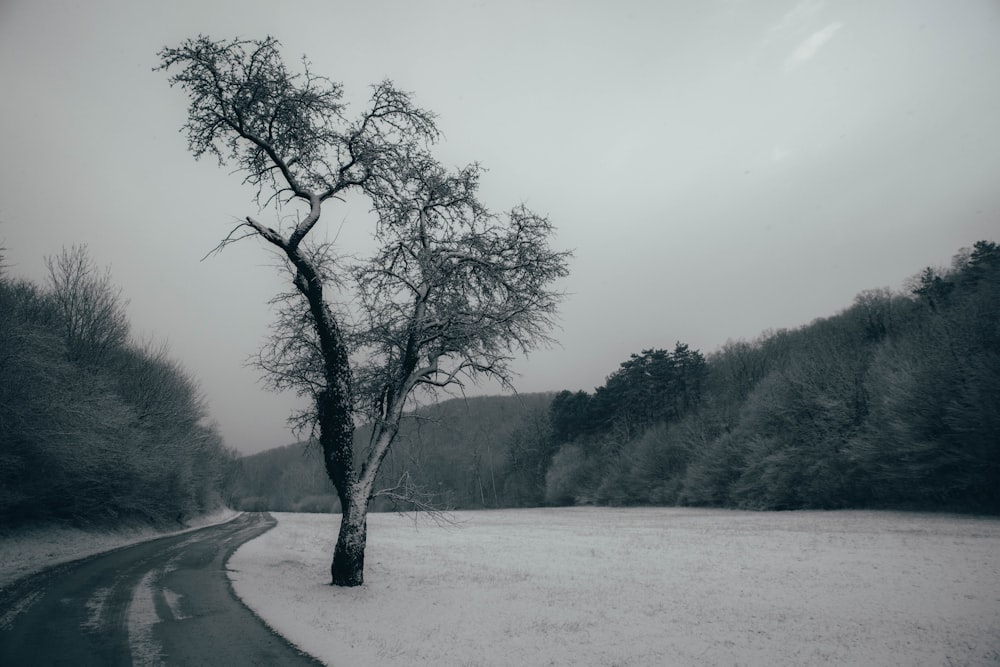 a lone tree stands in the middle of a snowy road