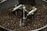 A large quantity of roasted coffee beans in a circular roasting machine. The machine features metallic components, including stirring arms and stabilizing structures, designed to agitate and evenly roast the beans.