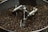 A large quantity of roasted coffee beans in a circular roasting machine. The machine features metallic components, including stirring arms and stabilizing structures, designed to agitate and evenly roast the beans.