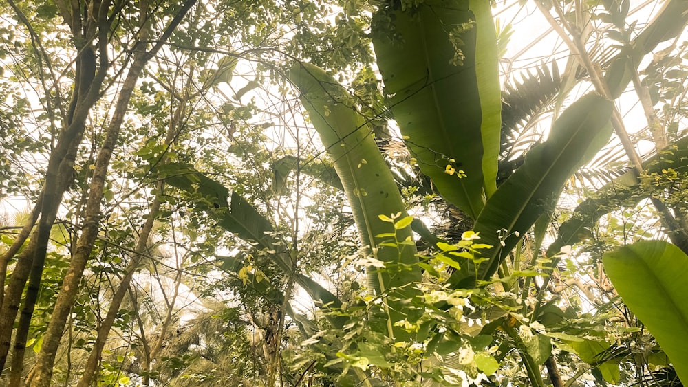 a lush green forest filled with lots of trees