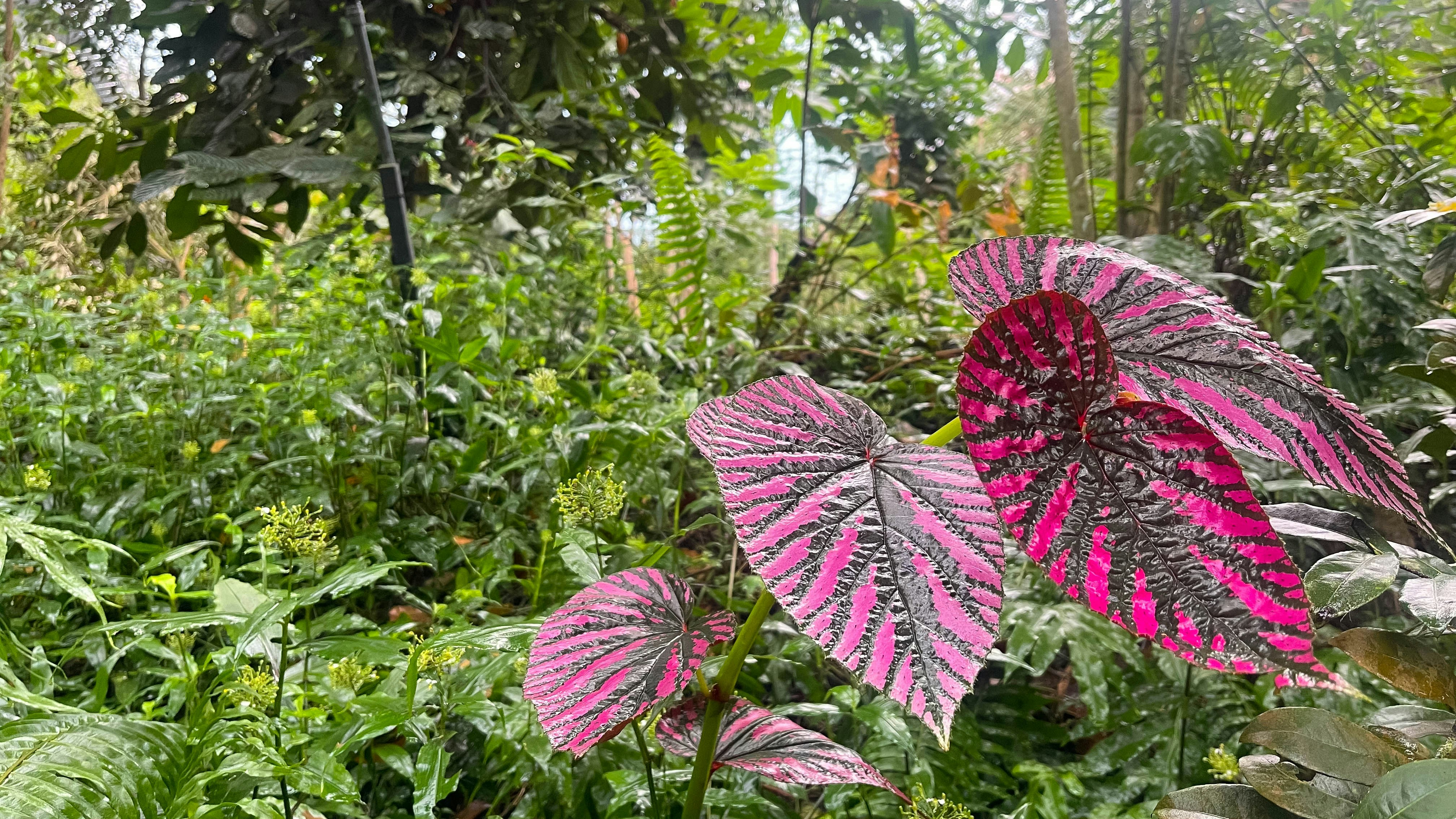 Hubungan Pengetahuan Tentang Perawatan Dengan Penyembuhan Luka Episiotomi Pada Ibu Post Partum Di Ruangan Irina D Bawah Rsup Prof Dr.r.d Kandou Malalayang Image