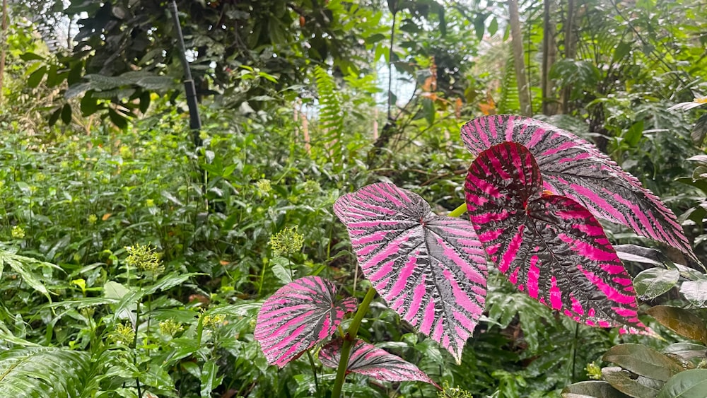 a pink and green plant in the middle of a forest