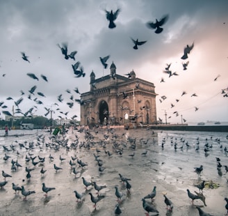 a flock of birds flying over a body of water