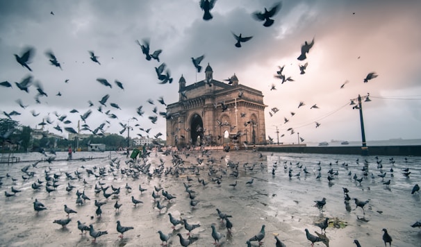 a flock of birds flying over a body of water