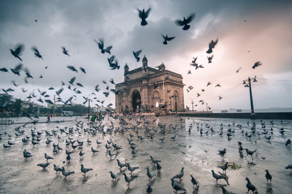 a flock of birds flying over a body of water