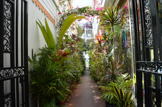 An inviting entrance area with aroma therapy diffusers and plants enhancing positive energy.