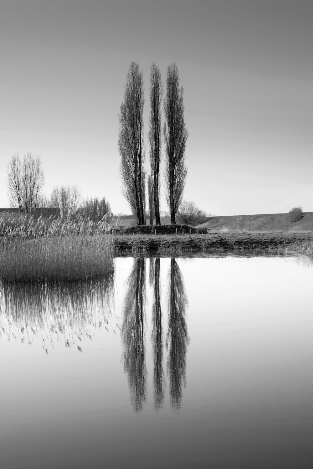 a black and white photo of trees and water