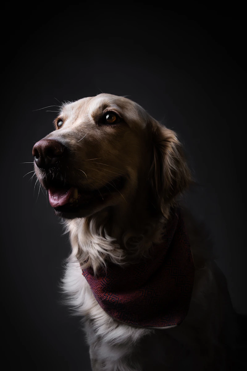 Gros plan chien avec bandana