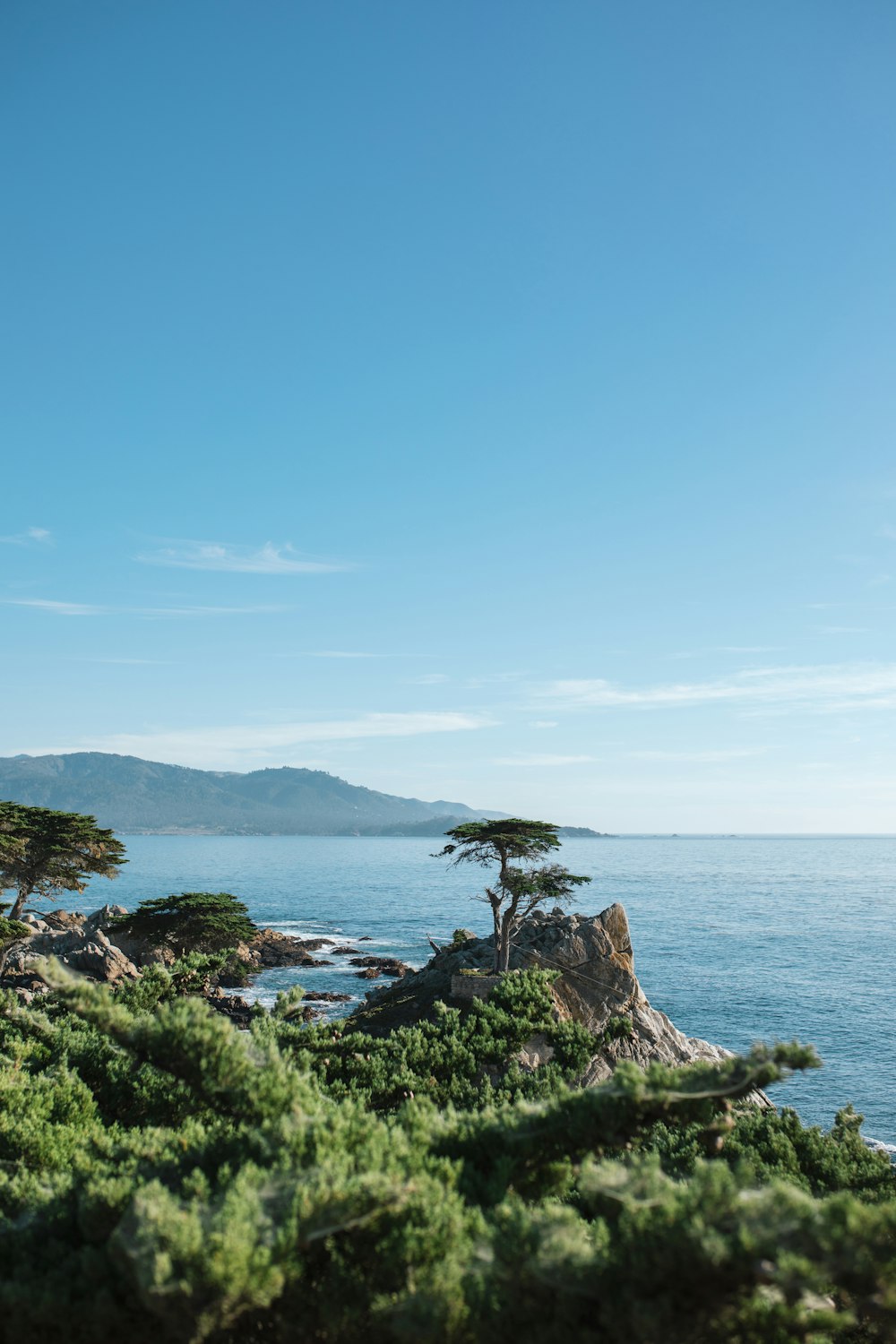 uma árvore solitária em um penhasco rochoso com vista para o oceano