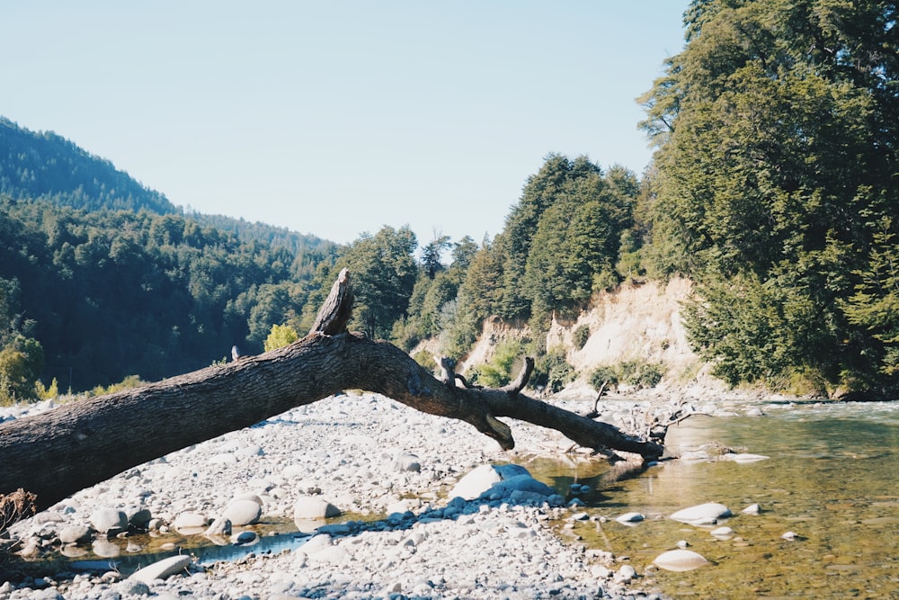 Un albero caduto sopra un fiume in una foresta