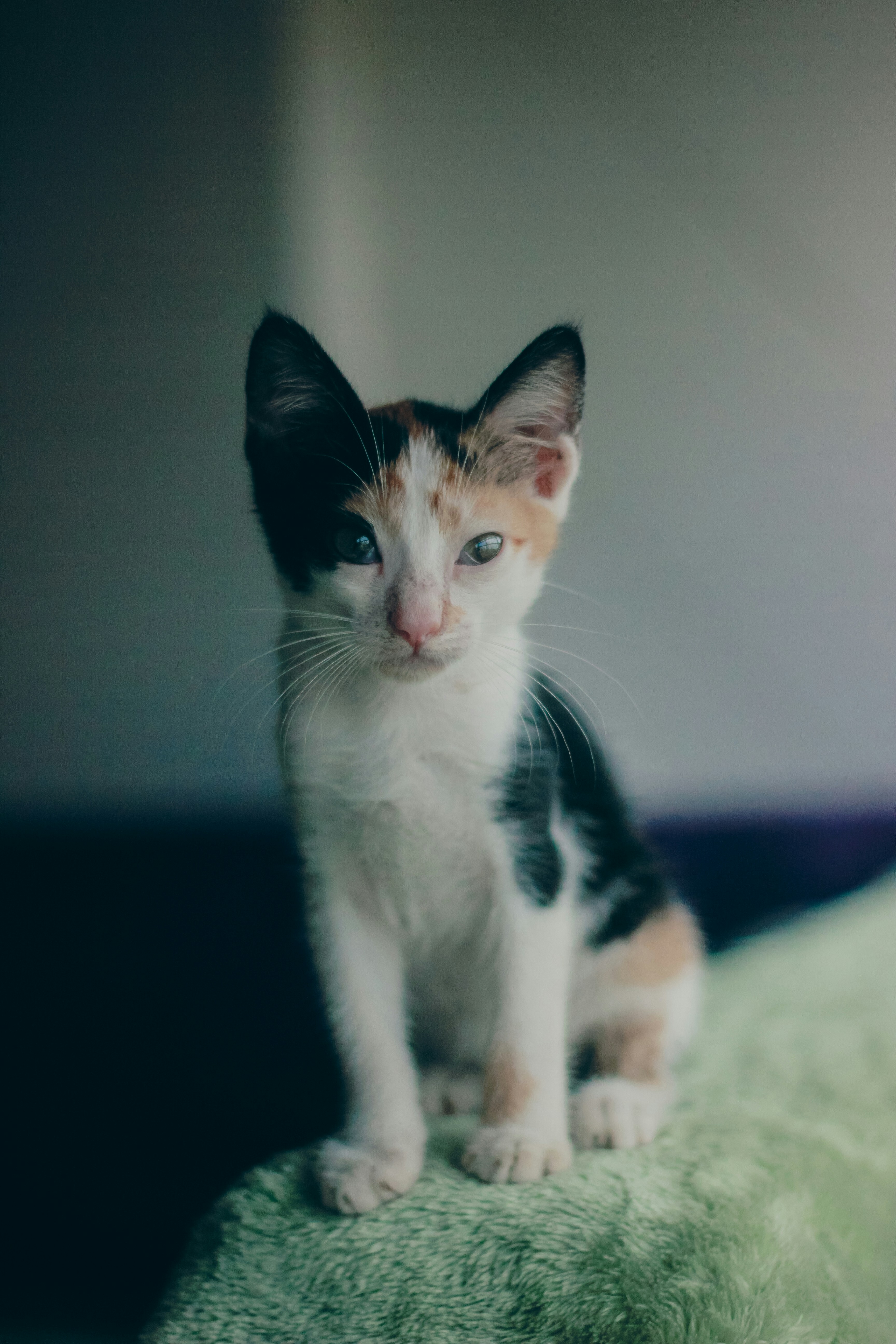 Un pequeño gatito sentado encima de una manta verde foto – Imagen de Gato  gratuita en Unsplash, image size:3000x4500