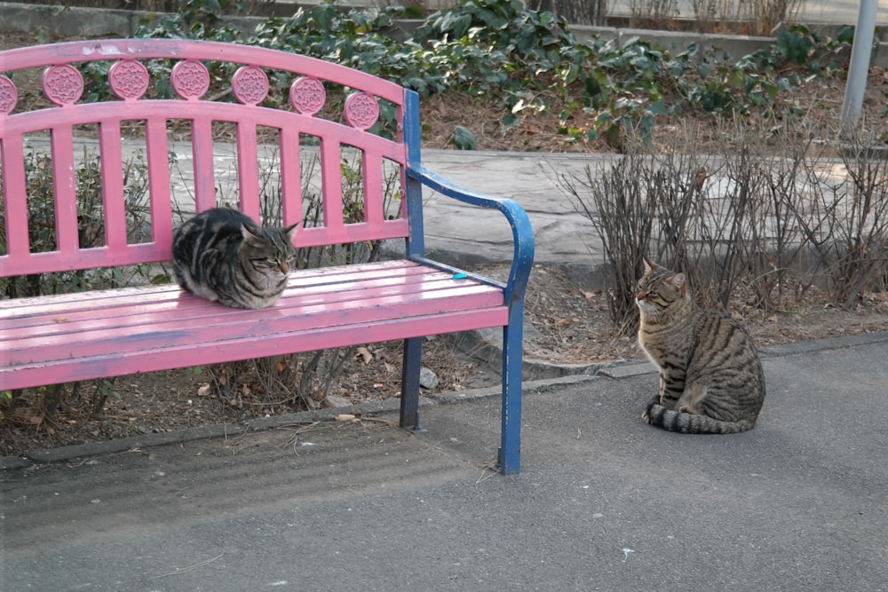 a couple of cats sitting on top of a pink bench