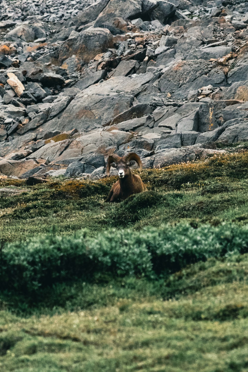 a ram is sitting in a rocky field