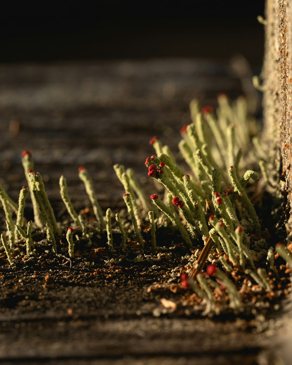 木の近くの小さな植物の接写