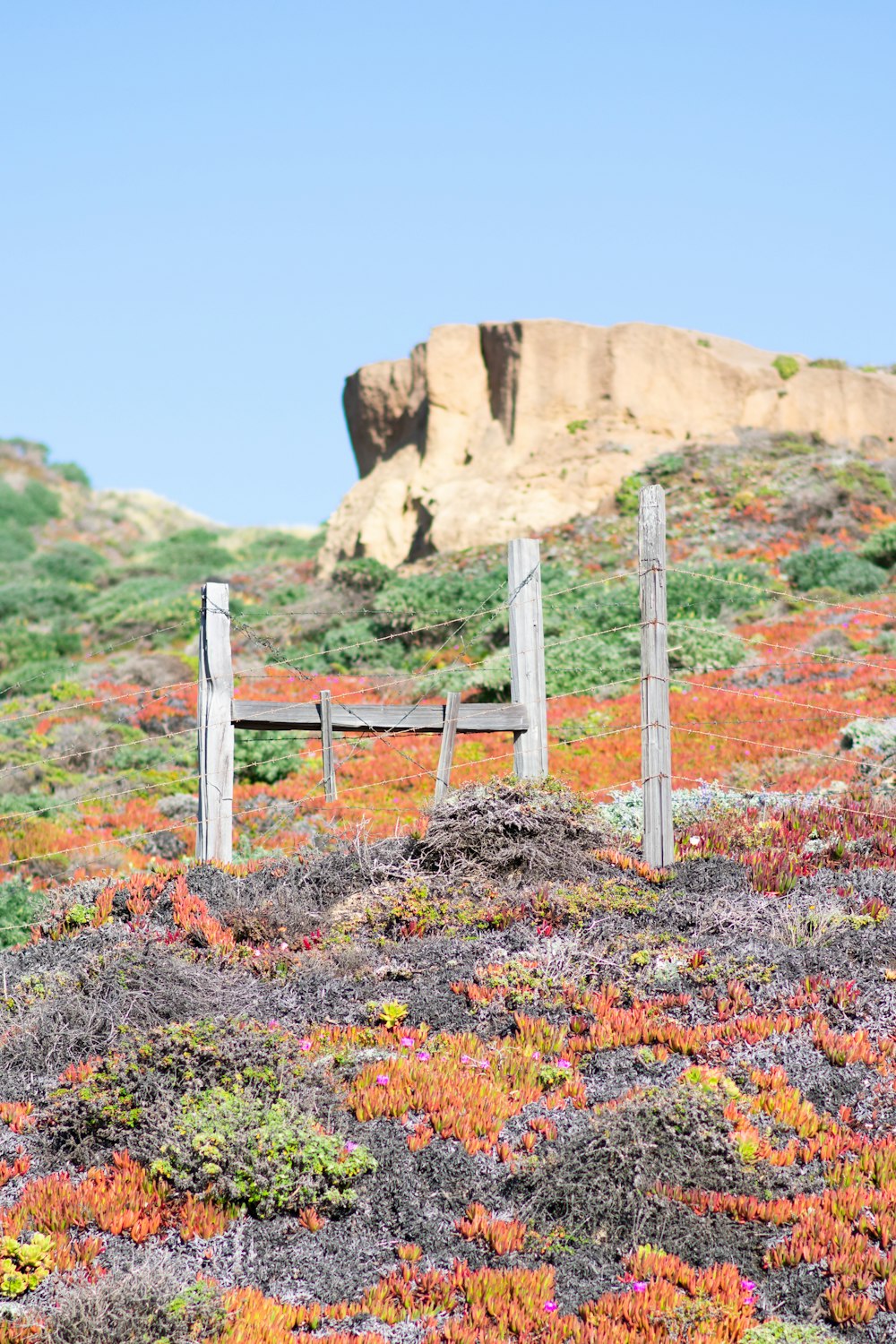 a hill covered in lots of different colored plants