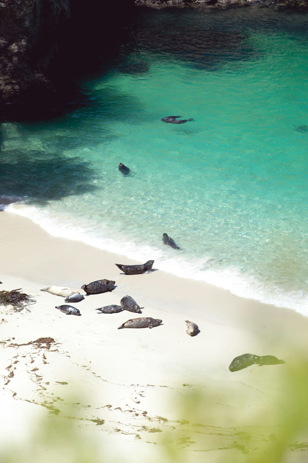 a group of birds sitting on top of a sandy beach