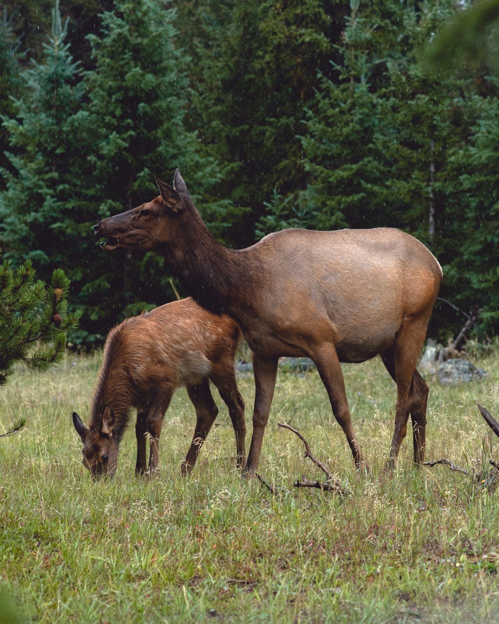 a mother elk and her baby grazing in a field