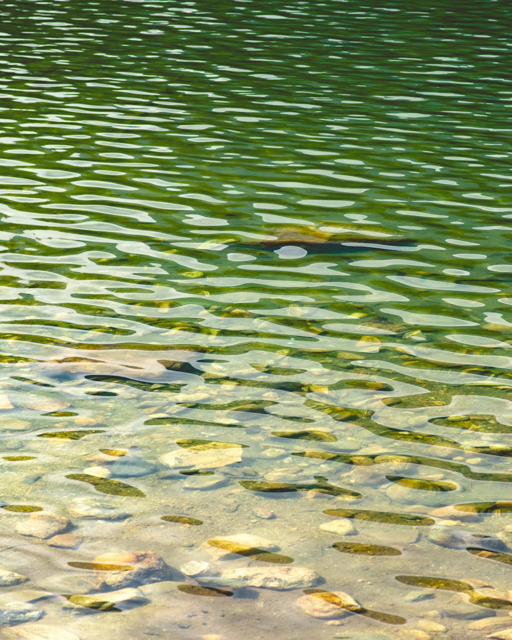 a body of water filled with lots of green algae