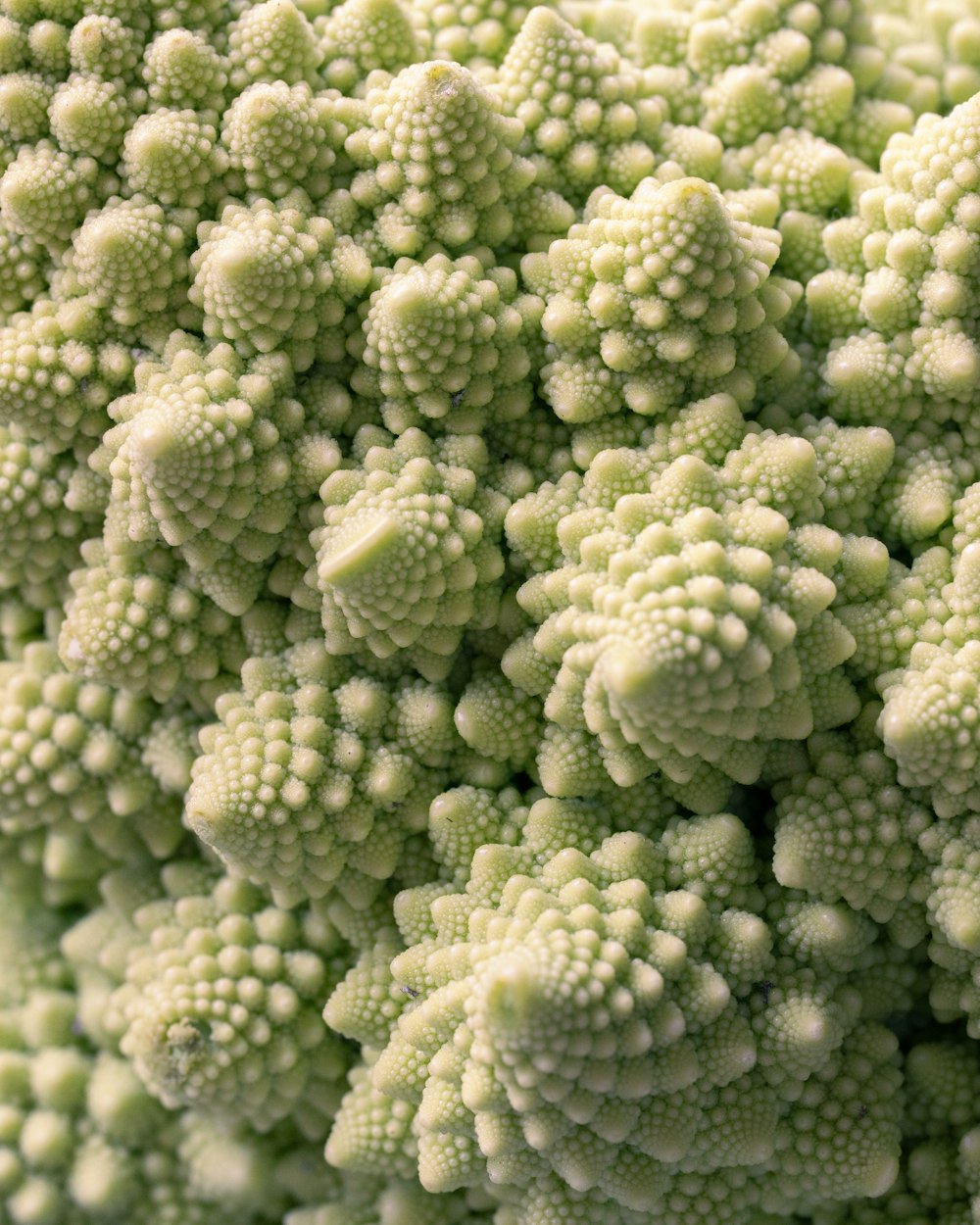 a close up of a bunch of broccoli