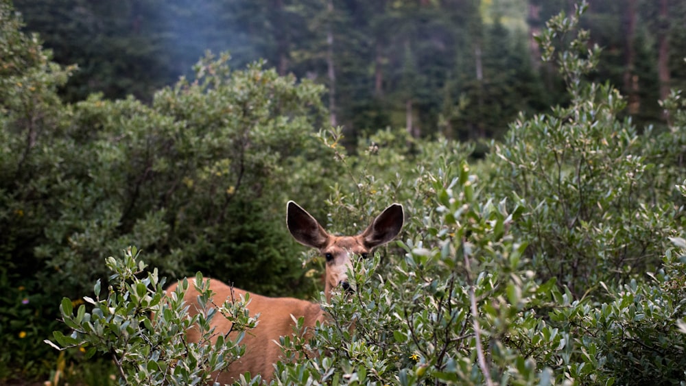 a deer standing in the middle of a forest