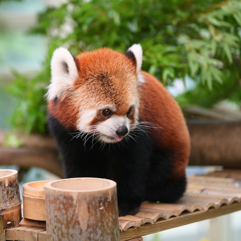 Un panda rosso seduto sopra un tavolo di legno