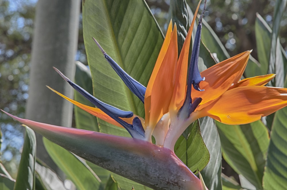 a close up of a flower on a tree