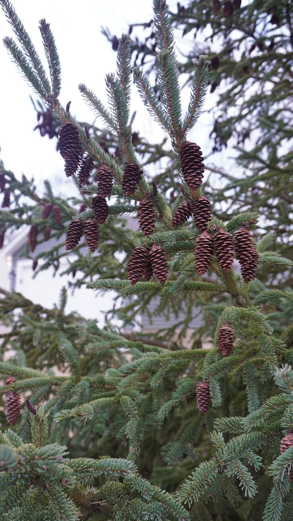 a close up of a pine tree with cones on it