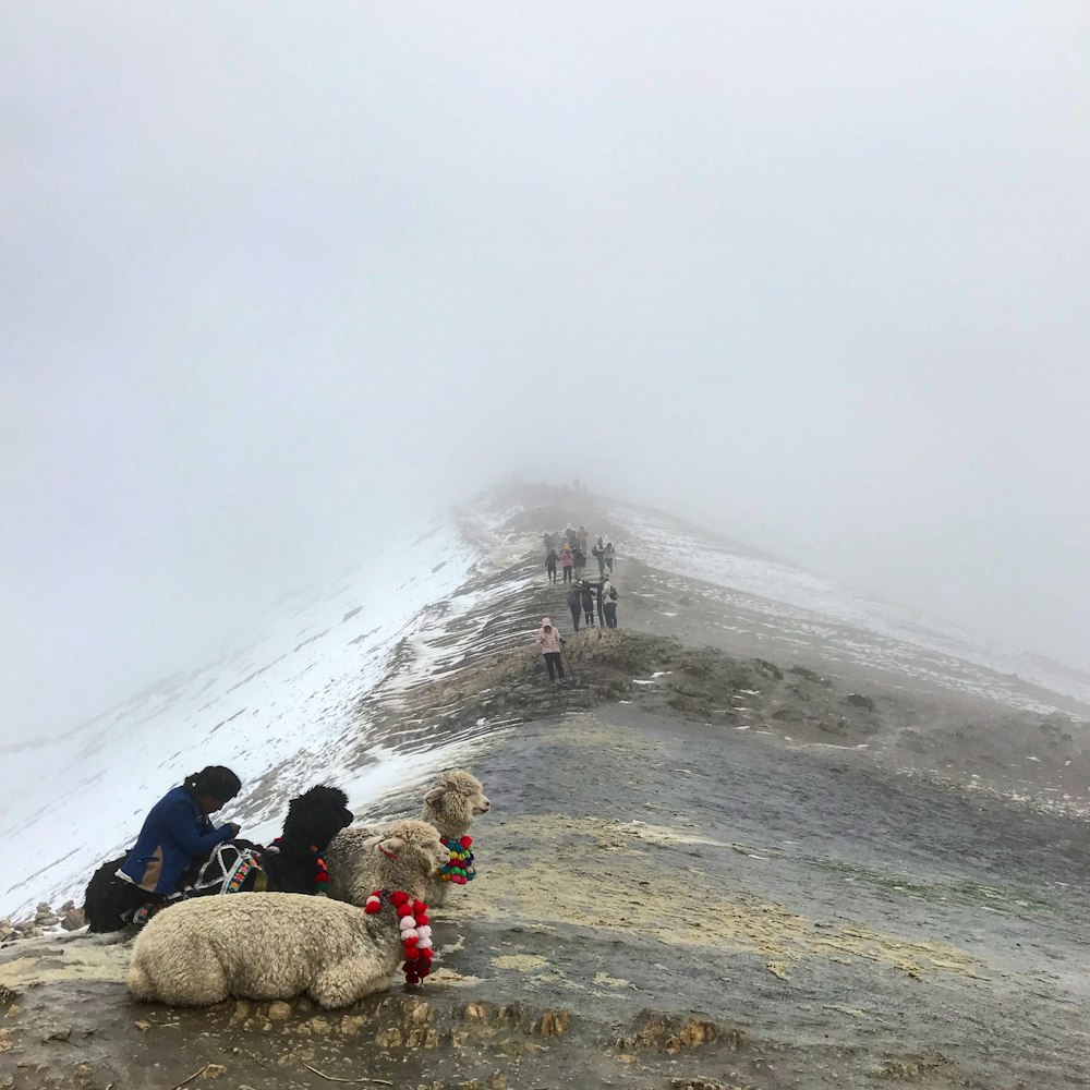 a group of sheep sitting on top of a snow covered mountain