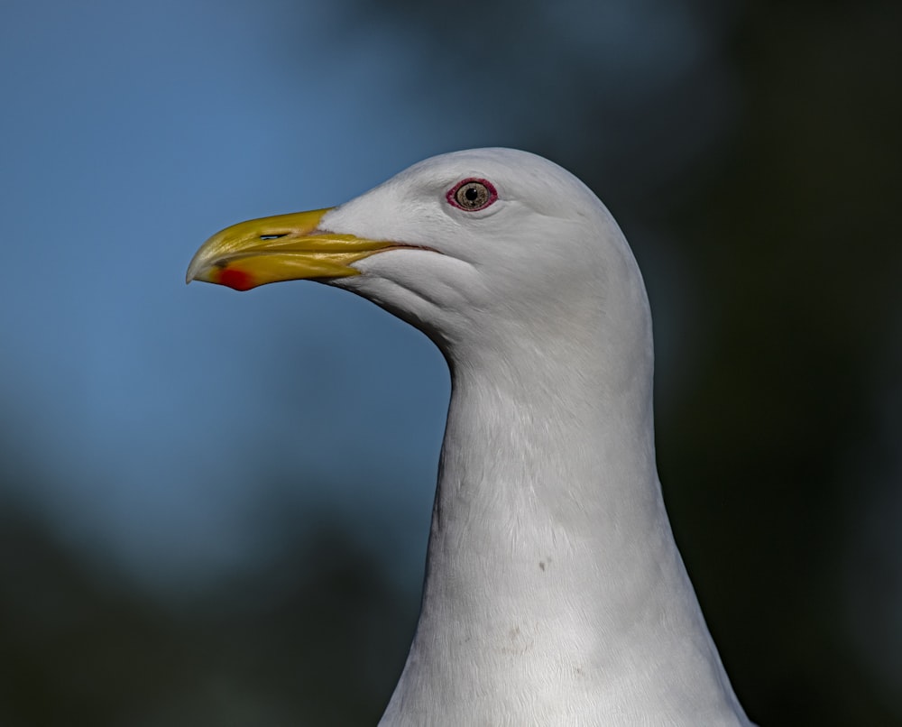 a close up of a white bird with a yellow beak
