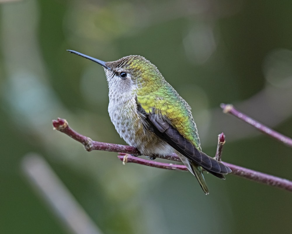 a hummingbird perched on a branch with a blurry background