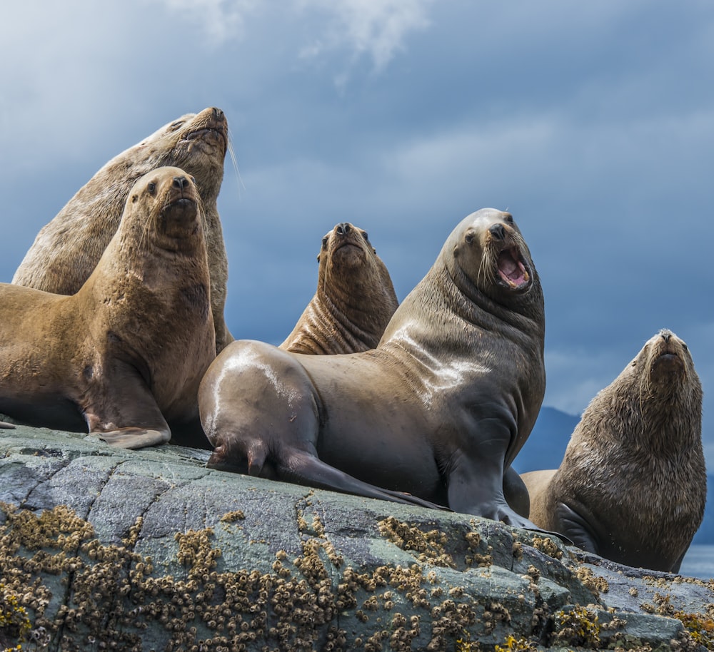 a group of sea lions sitting on top of a rock