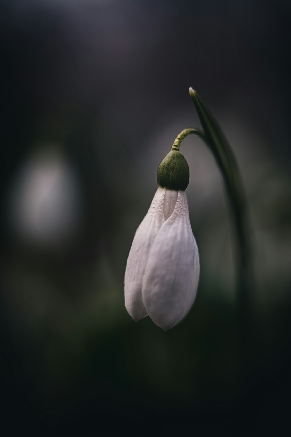 a close up of a flower