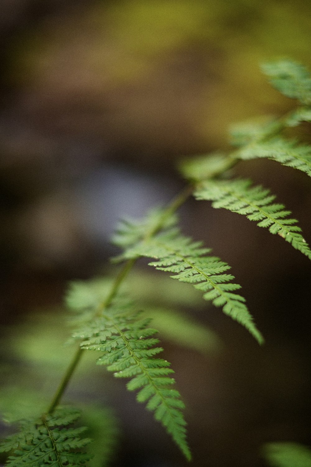 a close up of a green plant with lots of leaves