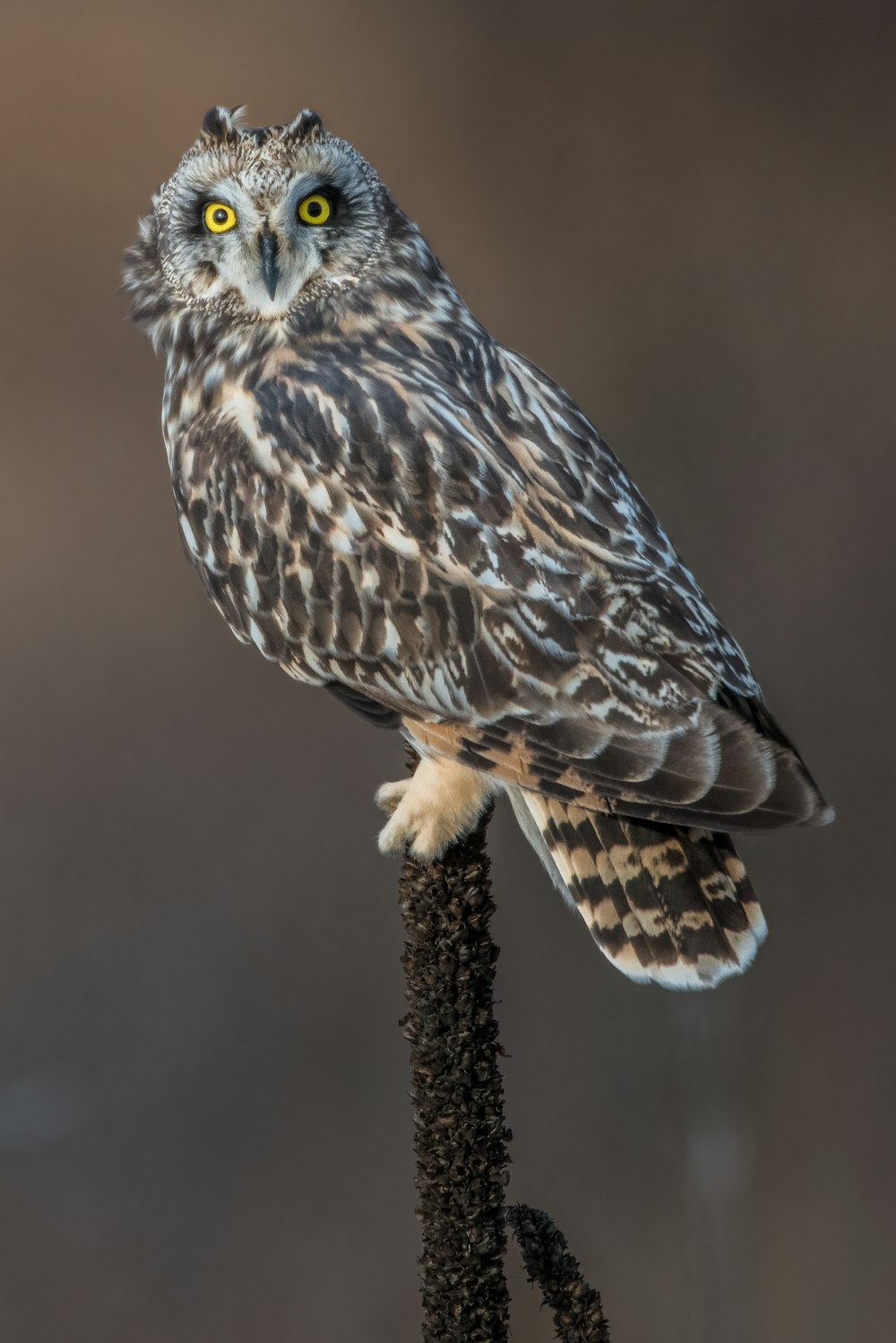 a close up of a bird perched on top of an owl