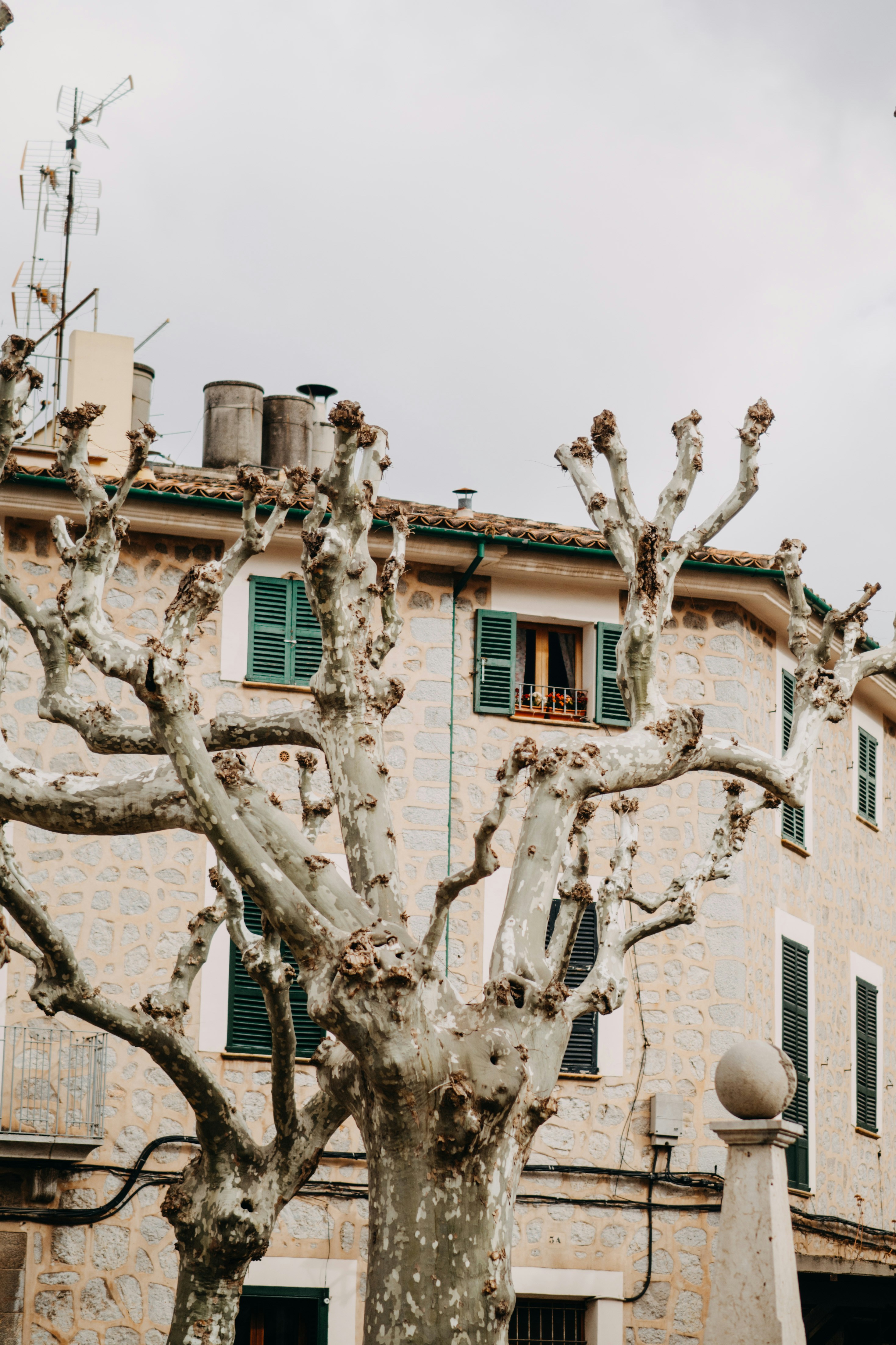 A tree in front of a building with green shutters photo – Free Spain ...