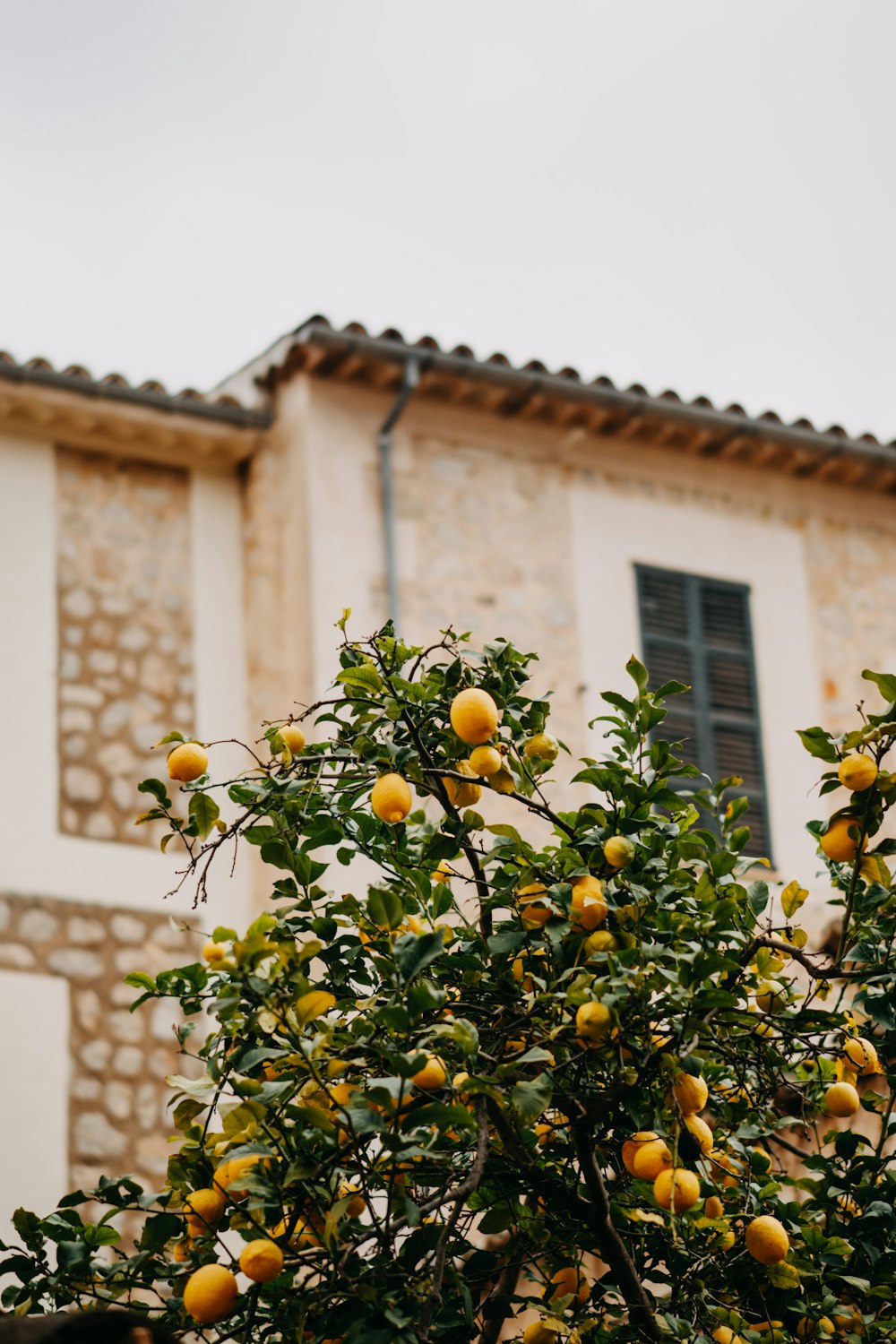 an orange tree in front of a building