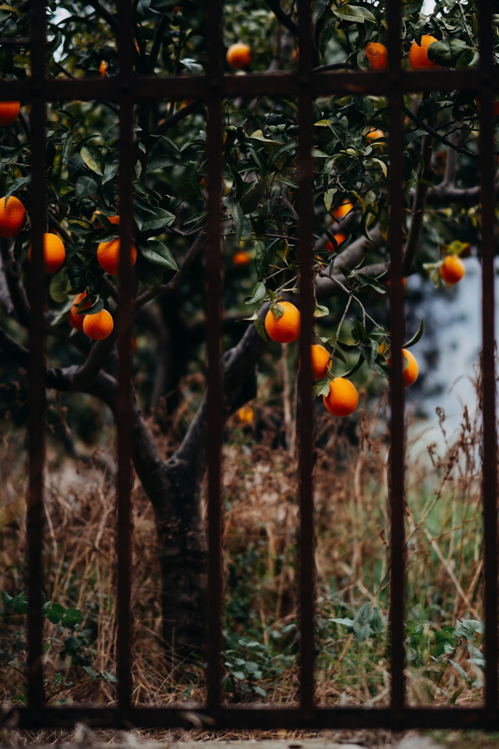 an orange tree with oranges growing on it