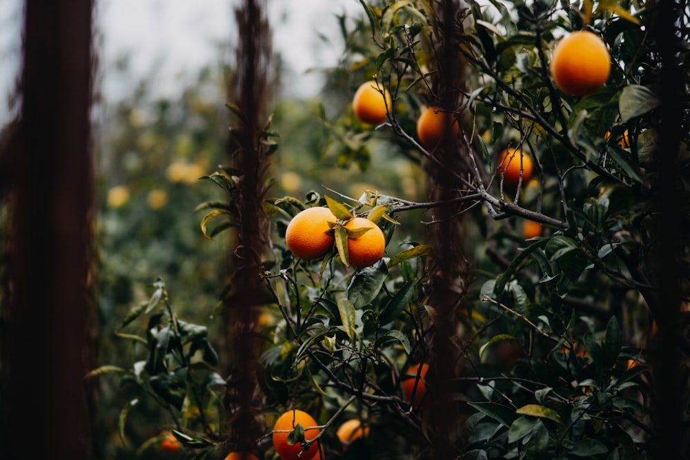 Ein Baum gefüllt mit vielen reifen Orangen