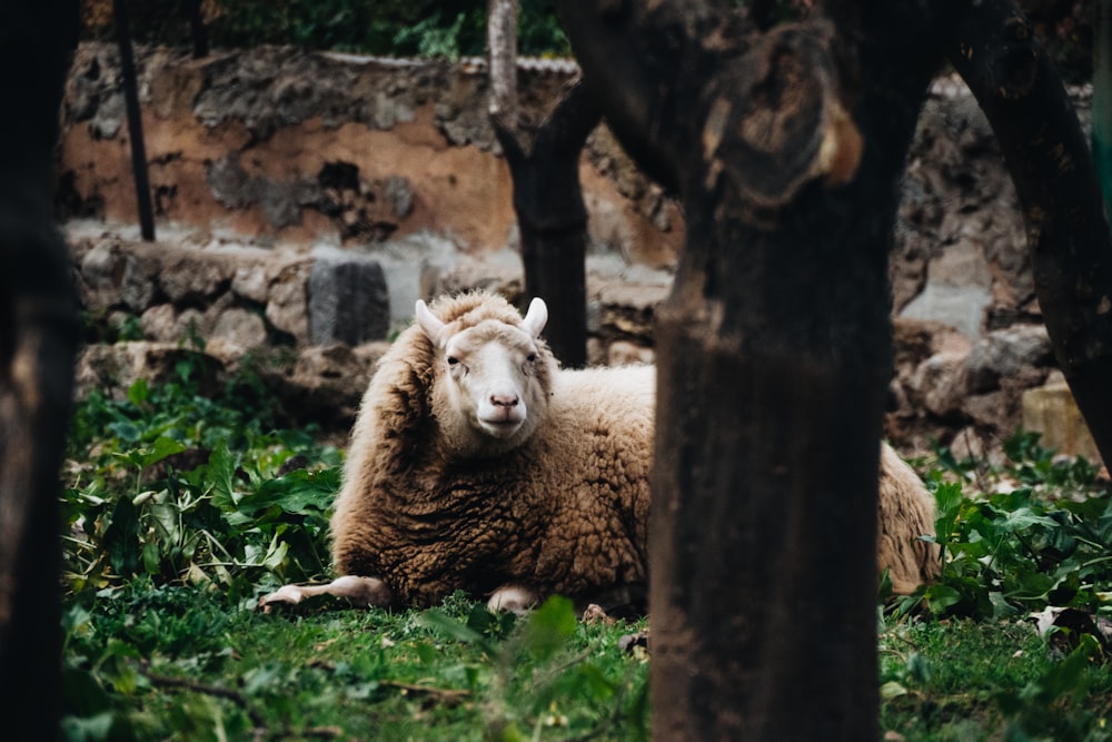 a sheep laying in the grass next to some trees