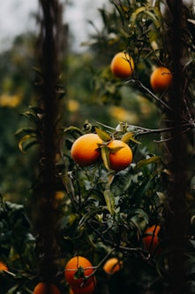a tree filled with lots of ripe oranges